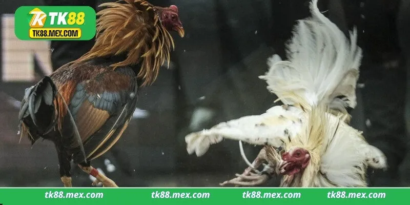 Những thông tin về sân chơi đá gà Tk88