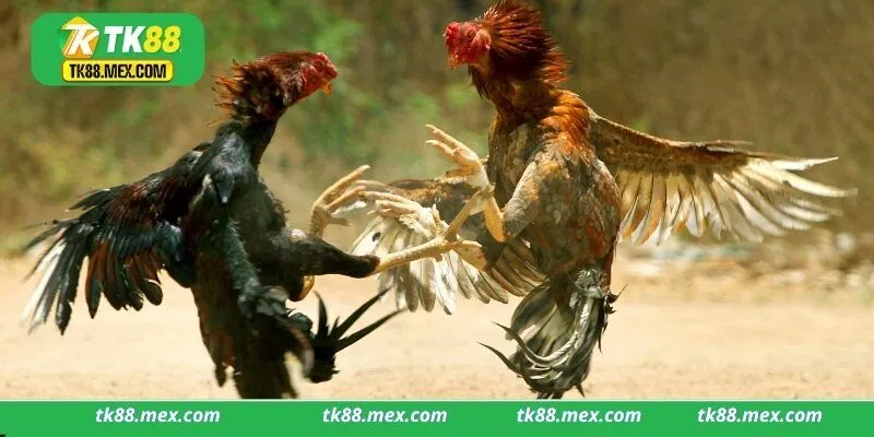 Ưu điểm nổi bật hơn của đá gà Tk88 so với sân chơi khác