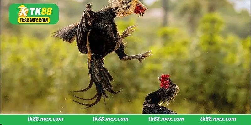 Lưu ý khi chơi đá gà online tại Tk88